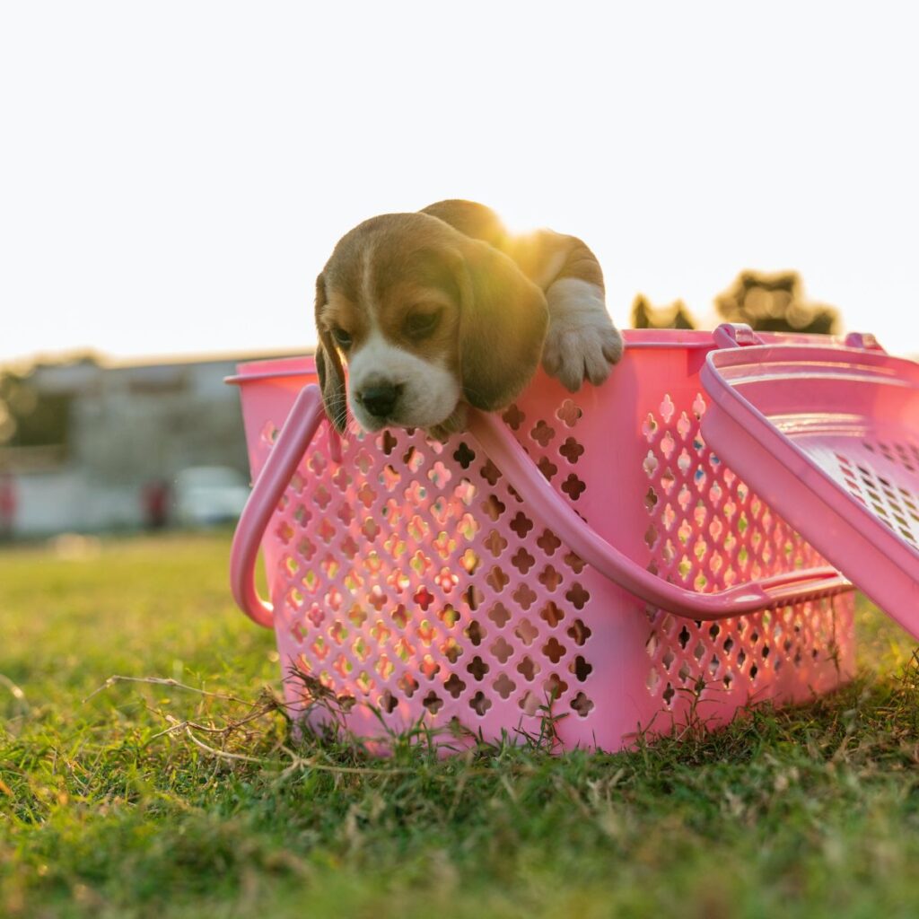 Beagle