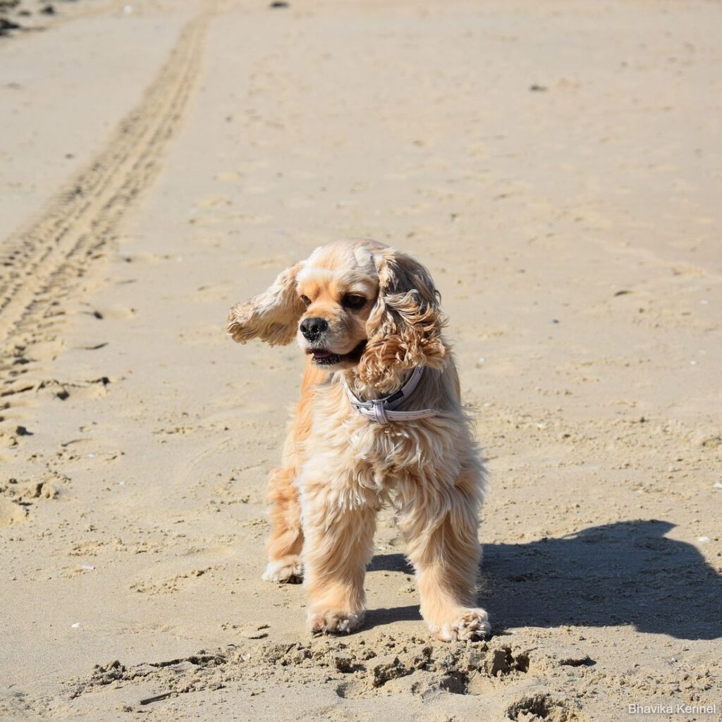 american-cocker-spaniel-g23d549b2e_1920