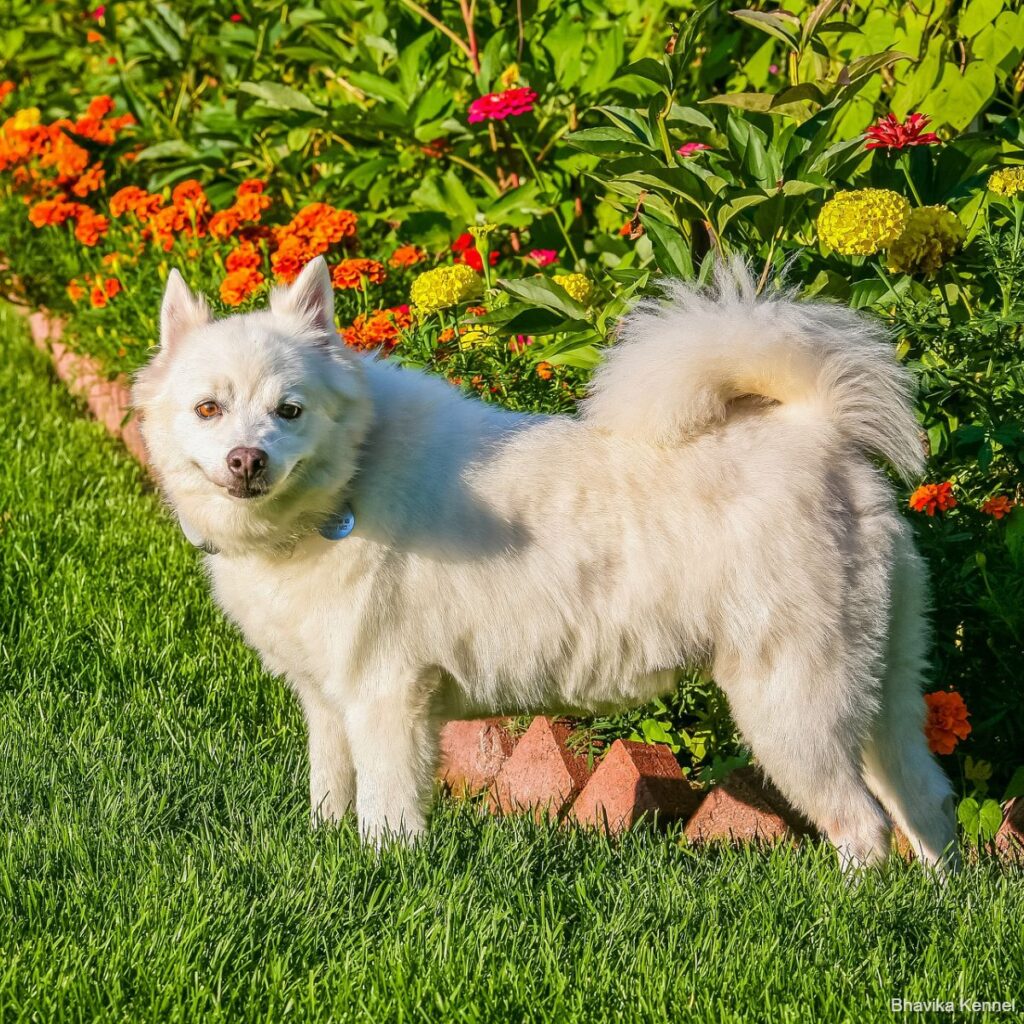 american-eskimo-g1803348cc_1920