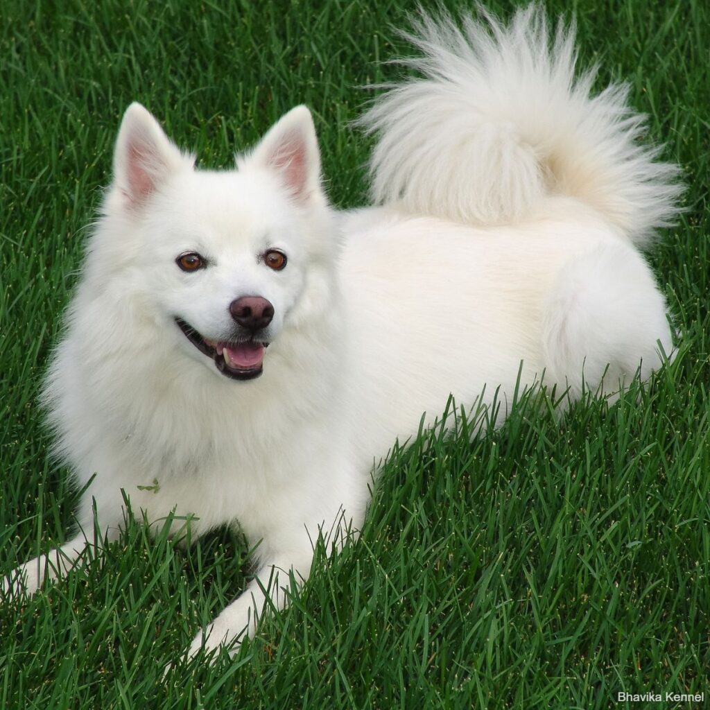 american-eskimo-g4473e5851_1920