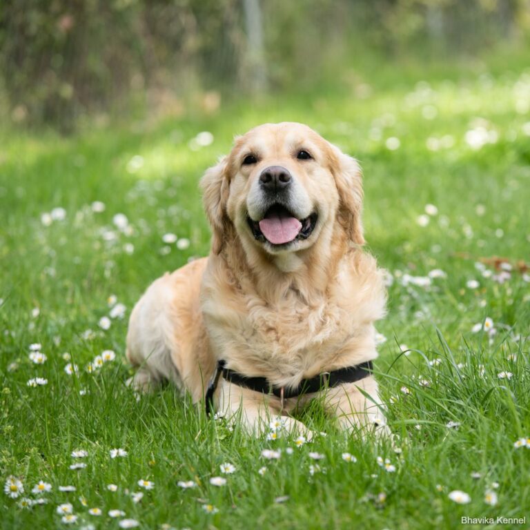 golden retriever puppies for sale