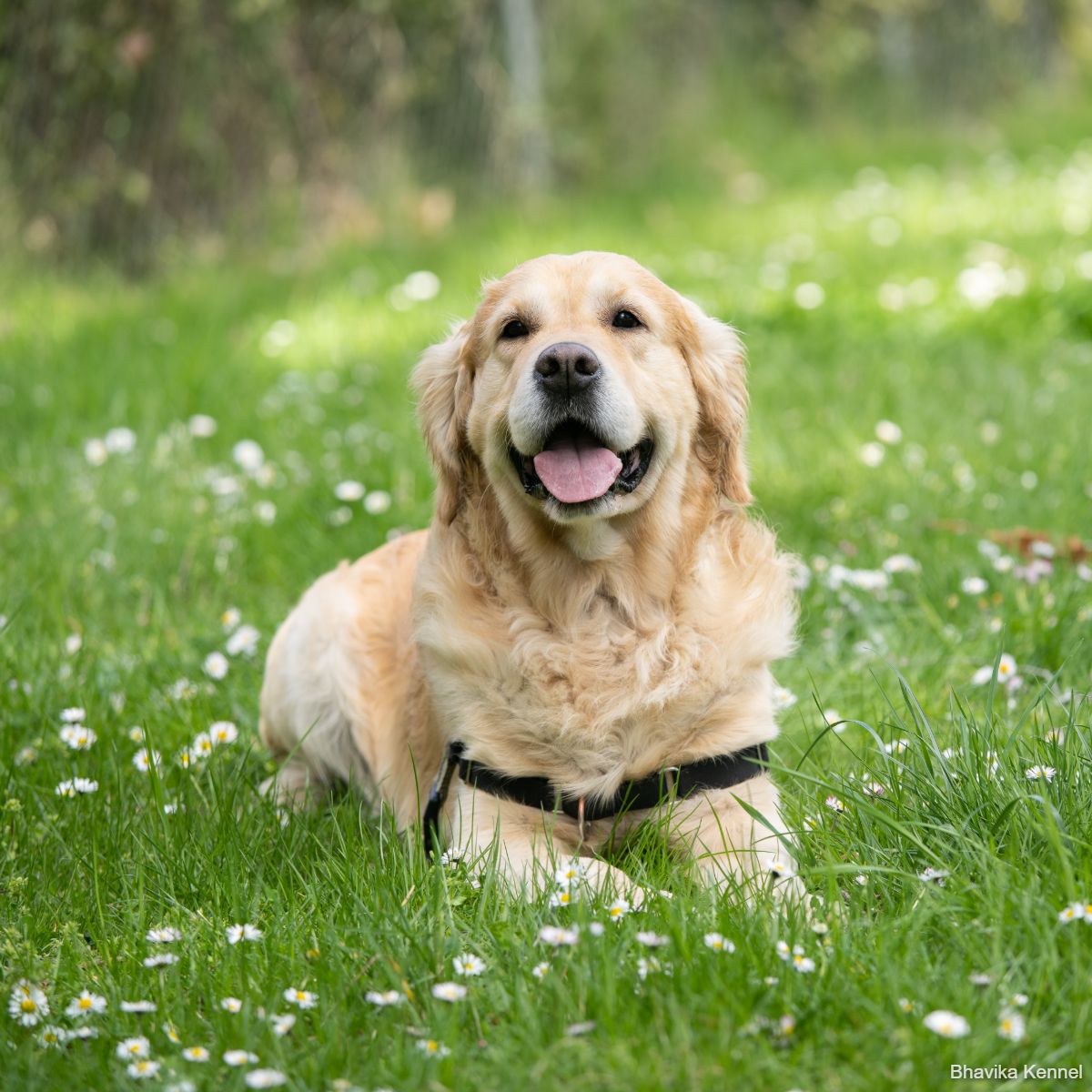 golden retriever puppies for sale
