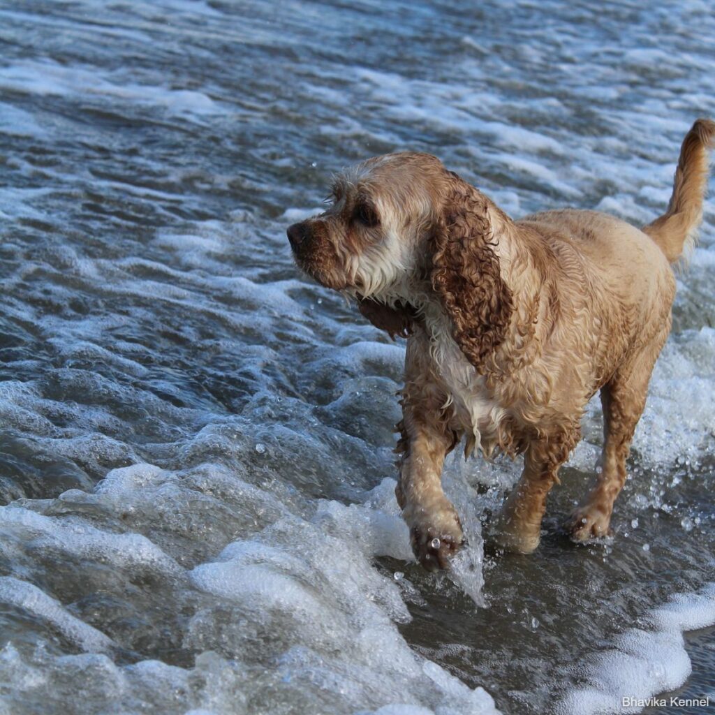 dog-on-the-beach-g667ea8a4e_1920