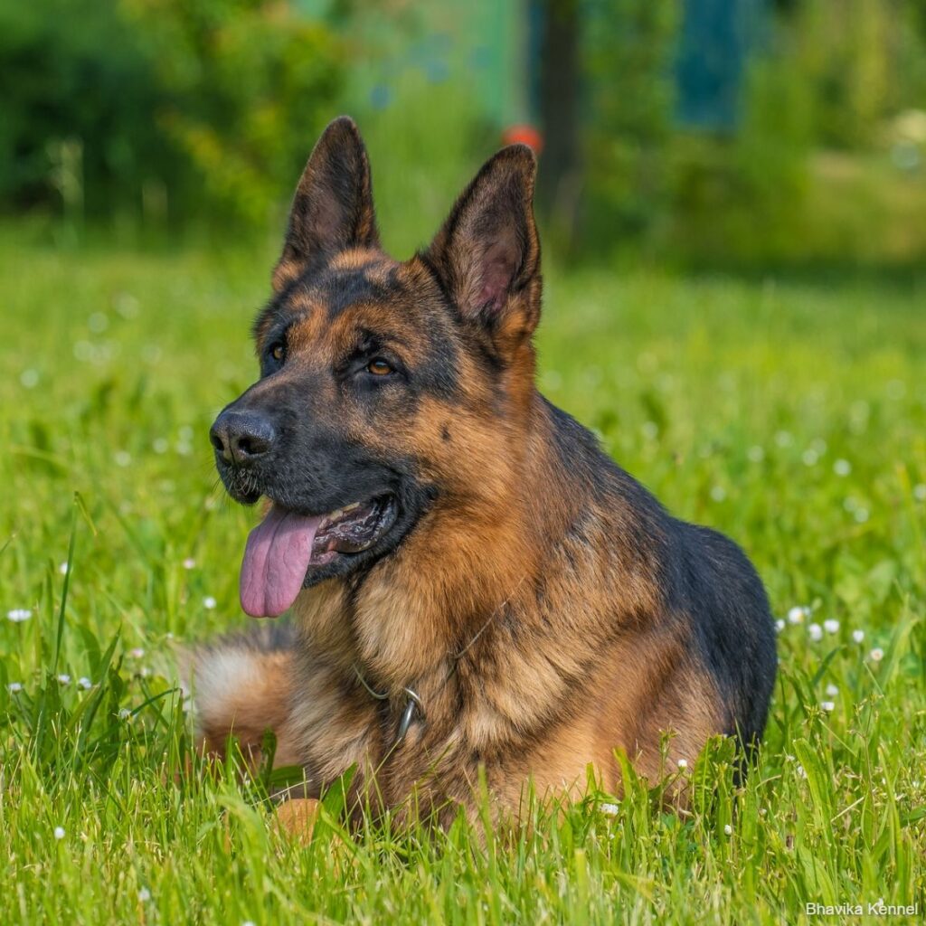 German Shepherd Puppy Price In Delhi Bhavika Kennel