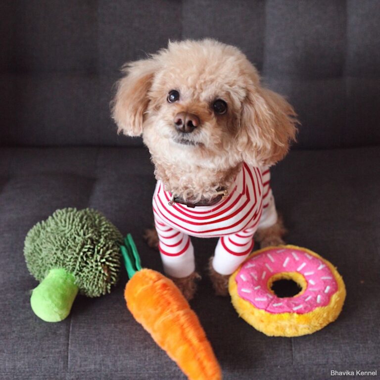 miniature poodle puppies for sale