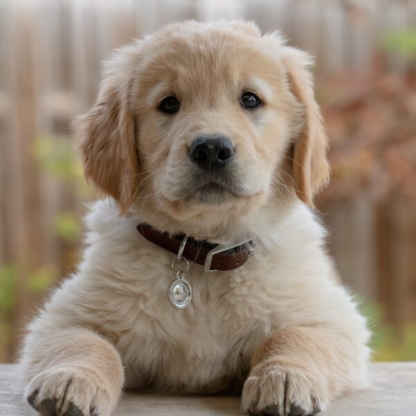 Buy Golden Retriever Delhi NCR