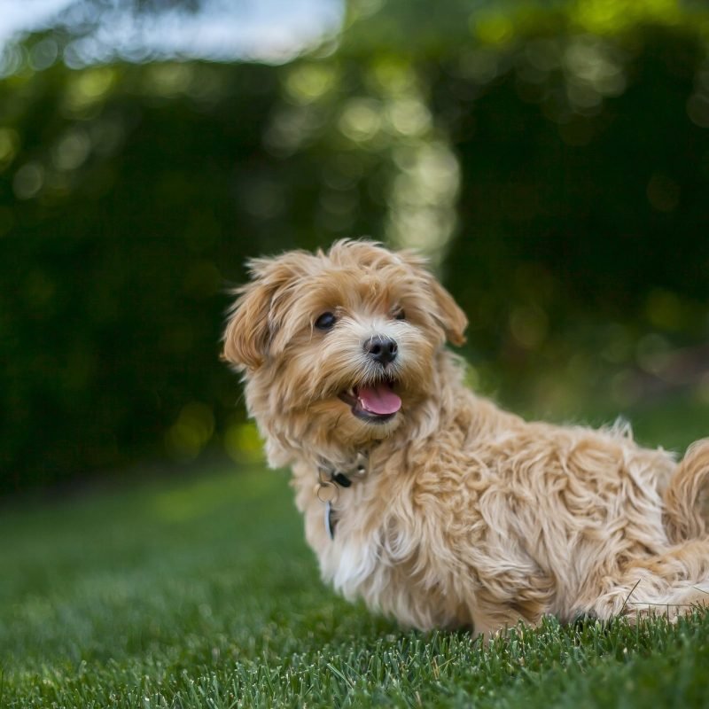 350543-dog-1222364_1920
