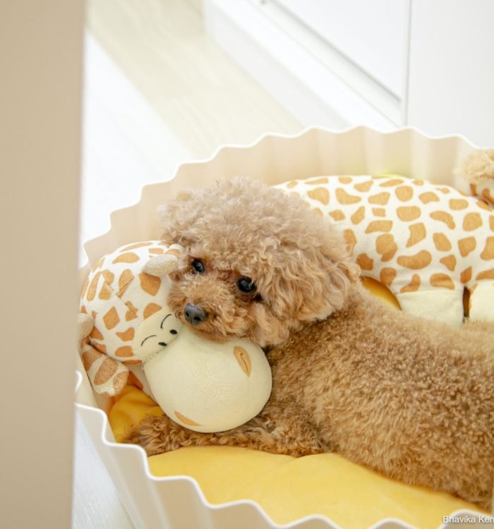 toy poodle puppies delhi ncr